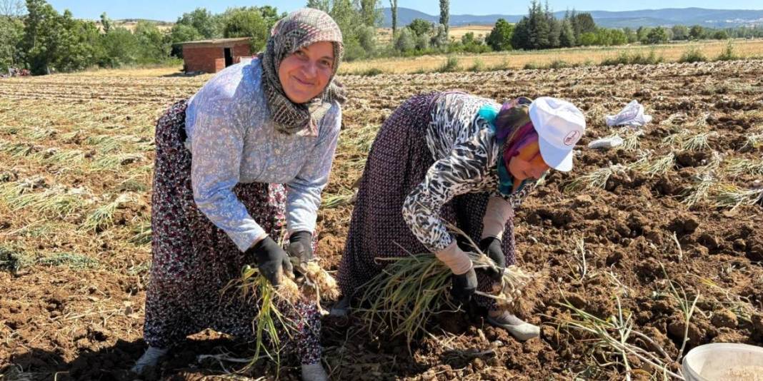 Avrupa Birliği'nce tescillendi adını dünyaya duyurdu! Talep yağan o üründe hasat başladı: Kilosu 230 liraya satılıyor 2